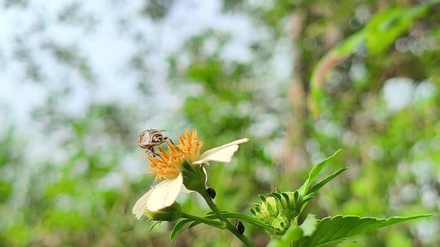 A honey bee collecting nectar on blooming shrub flowers, highlighting the important role of pollinators in supporting plant reproduction and maintaining healthy garden ecosystems.
