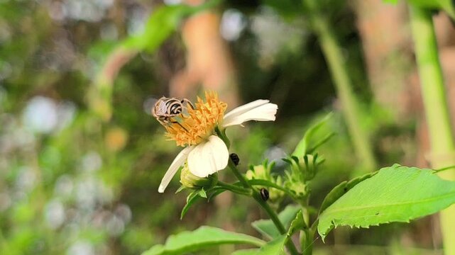 A honey bee collecting nectar on blooming shrub flowers, highlighting the important role of pollinators in supporting plant reproduction and maintaining healthy garden ecosystems.