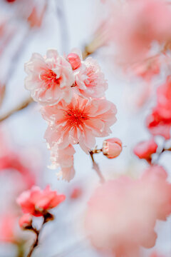 Close-up of Peach Blossoms Blooming in the Countryside in Spring