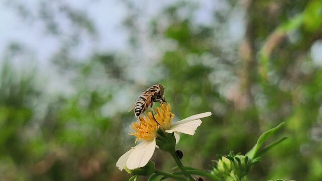 A honey bee collecting nectar on blooming shrub flowers, highlighting the important role of pollinators in supporting plant reproduction and maintaining healthy garden ecosystems.
