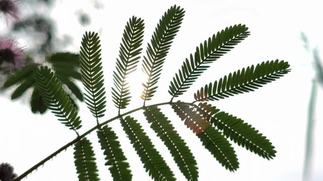 Mimosa pudica leaves displaying delicate feathery leaflets and vibrant green color, showcasing the unique foliage of the sensitive plant in a natural outdoor setting
