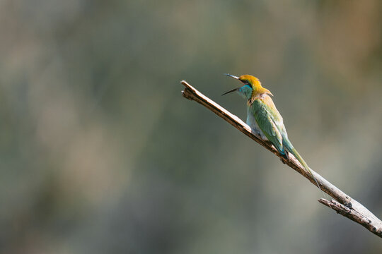 Green bee-eater bird with colorful plumage opening beak