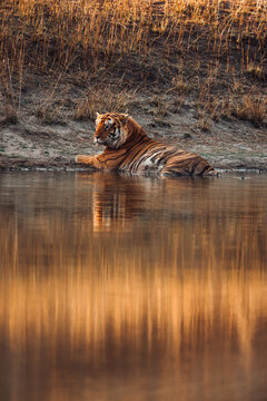 Bengal tiger relaxing in a watering hole, cooling with water
