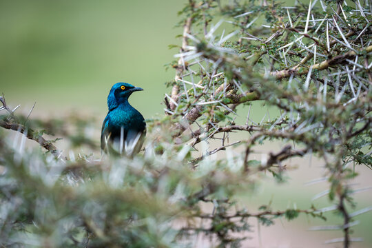 Greater blue-eared starling bird resting among the sharp thorns 