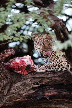 Leopard protecting its kill in tree, licking lips after eating prey 