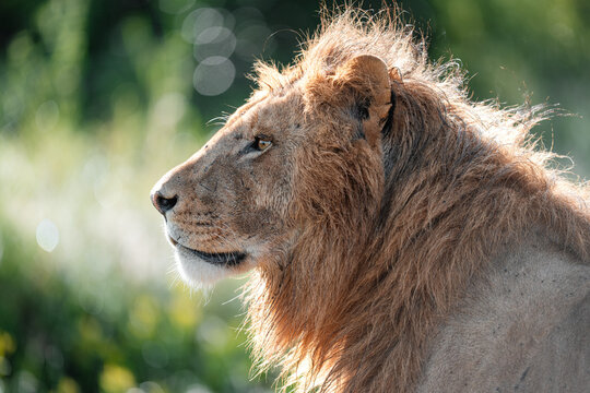 Male african lion head profile with sunlit mane