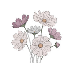 Elegant hand drawn cosmos flower sketch botanical design element with delicate pastel petals on white background © Lia art