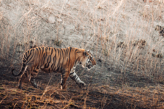 Tiger walking on dry terrain, powerful big cat