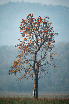 Silk floss tree blooming with vibrant orange flowers and weaver