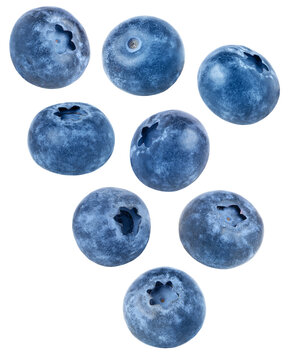 Ripe blue berries isolated. Blueberry isolated collection, set