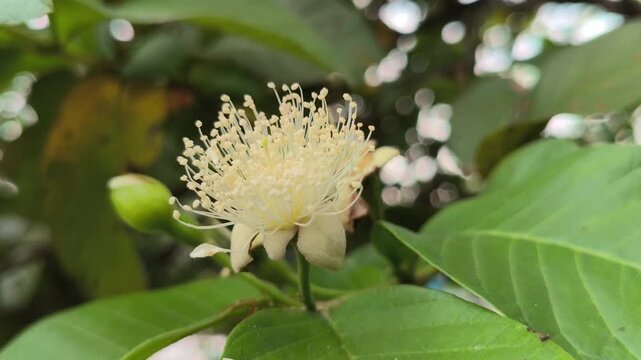 A beautiful Psidium guajava flower blooming with delicate white petals and prominent stamens, showcasing the natural beauty of the guava tree before fruit development.