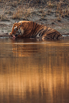 Bengal tiger drinking water in a river, resting in the cooling 