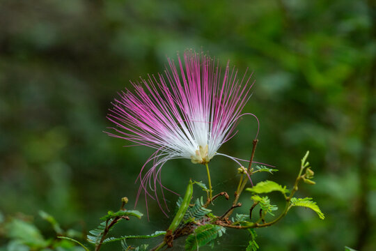 Detail of Pink Powderpuff (Calliandra brevipes) with pink and white stamens and bipinnate leaves. Sharp photo ideal for botany, landscaping and Brazilian flora.