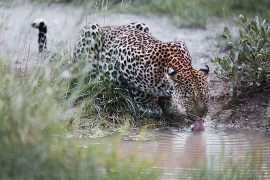 Leopard drinking water from a refreshing pond in savanna 