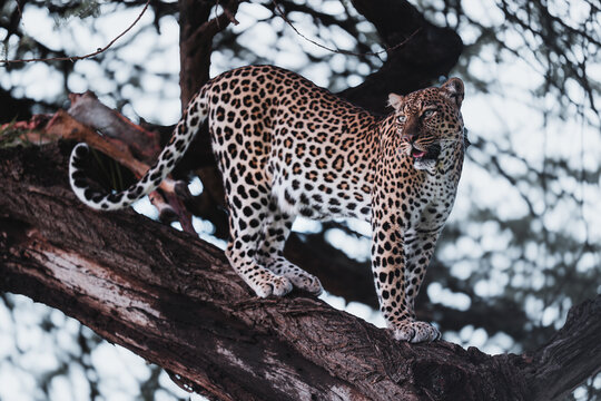 Vigilant leopard perched on a sturdy tree limb