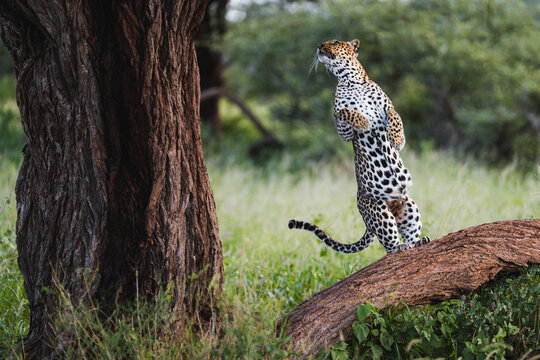 Leopard standing on a fallen tree trunk, extending its body 