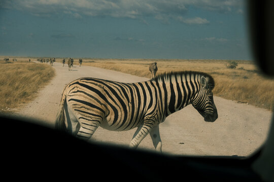 Zebras near dirt road during self-drive safari in Namibia
