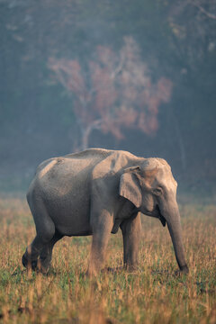 Asian elephant walking in tall grass habitat, grazing
