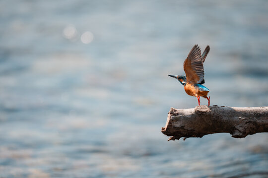 Kingfisher taking off from a dry branch over shimmering 