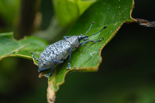 Curculionidae weevil on a wet green stem in the jungle.