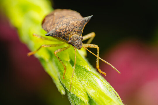 Shield bug on a green stem in a close-up shot.