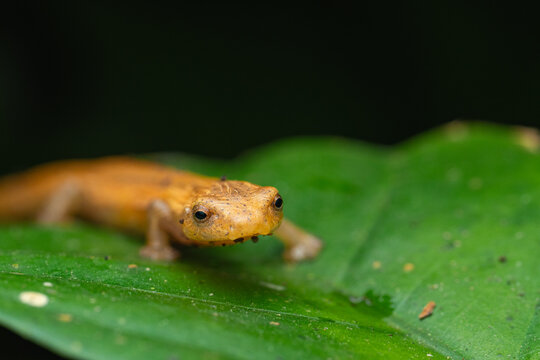 Small salamander in its habitat