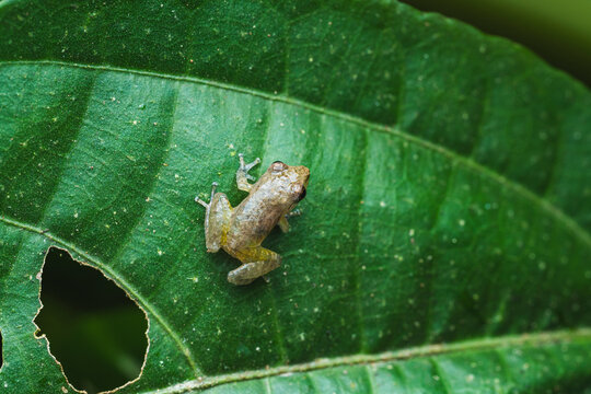 Tink frog alert on a wet leaf in the jungle.