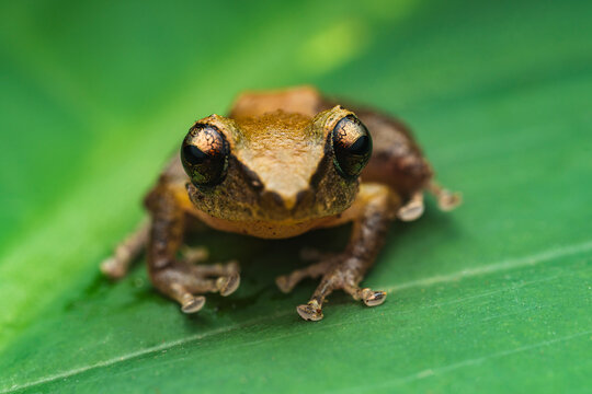 common tink frog (Diasporus diastema) on a leaf
