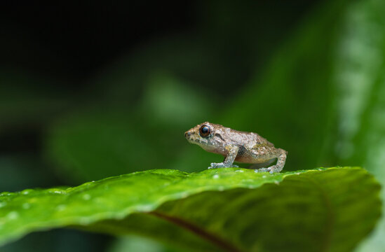 Camouflaged mutable frog on a green leaf in the jungle