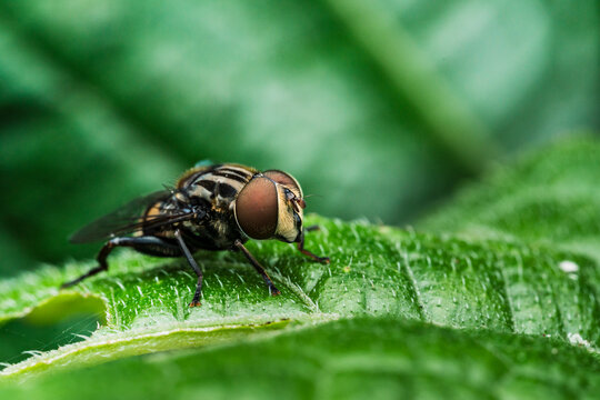 Fly with transparent wings on a green leaf.