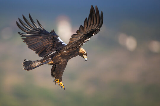 Golden eagle descending with wings spread for hunting