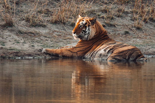 Bengal tiger relaxing in shallow river water and looking 