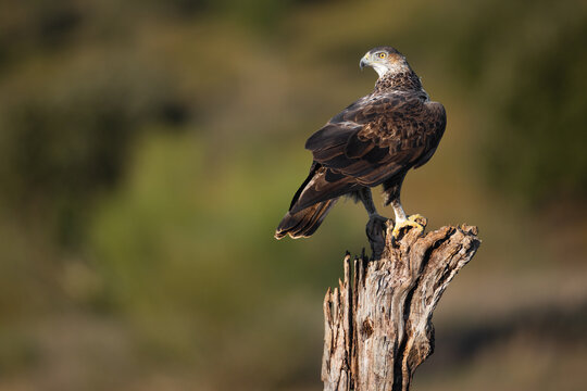 Bonelli's eagle raptor perched on tree stump