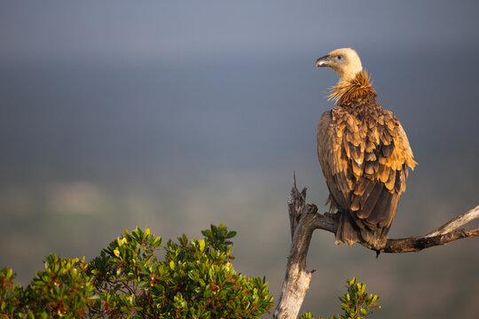 Griffon vulture perching on branch observing surroundings