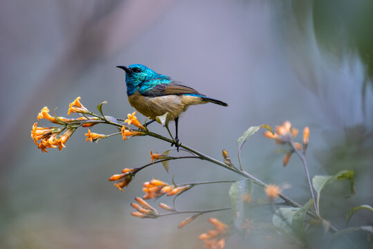Collared sunbird perching on a cluster of orange flowers