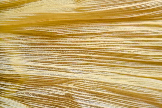 Natural texture of a dry corn husk in close-up. The texture appears fibrous and rough, with subtle variations in color intensity.