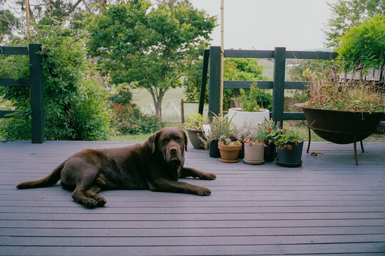 Chocolate Labrador rests on a deck in a countryside 