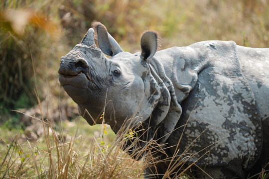 Indian rhinoceros standing in tall grass in nature. In Kaziranga Natio
