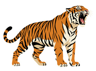 Obraz premium A powerful tiger roaring with mouth wide open against a plain white background.