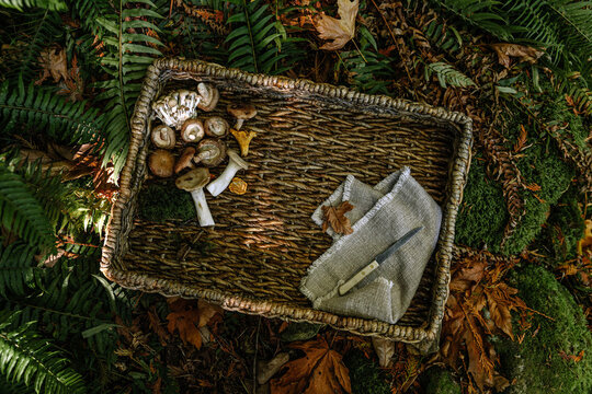 Mushrooms, knife and linens on a wicker basket in forest setting