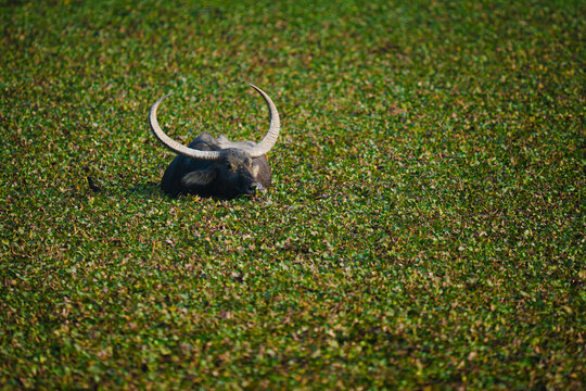 Water buffalo relaxing in aquatic plants of a lake