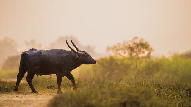 Water buffalo walking on dusty path at sunset