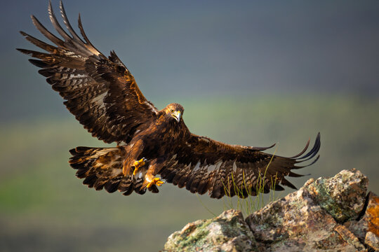 Golden eagle landing on rugged rocks searching for food