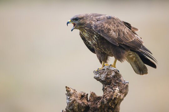 Common buzzard perched vocalizing on a branch