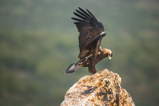 Golden eagle landing on rock with wings extended