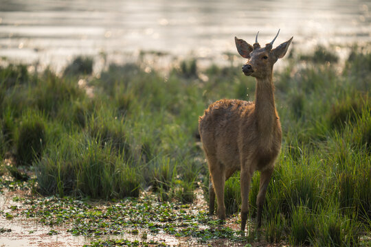 Deer standing in wetland habitat during golden hour