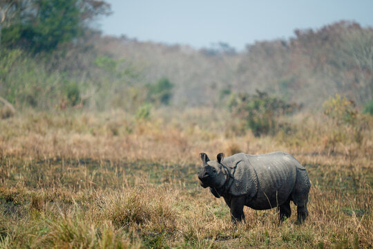 Indian rhinoceros standing in a dry grassy field