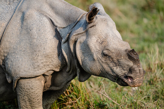 Indian rhinoceros grazing wild in savanna grassland