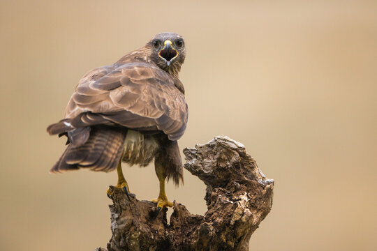 Common buzzard bird of prey calling on branch