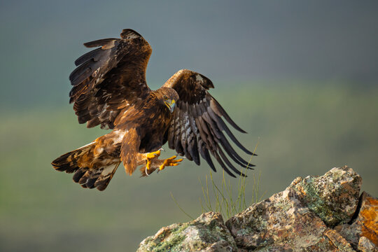 Golden eagle landing on rocky cliff edge